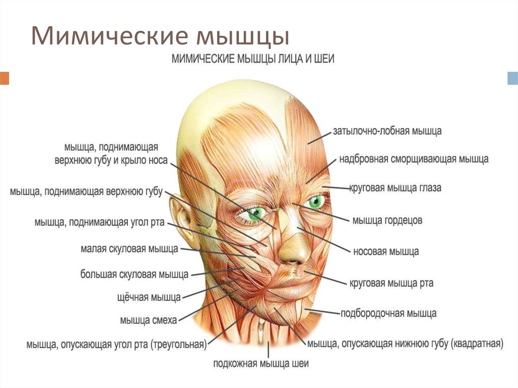 Мышцы лица и головы фото с описанием