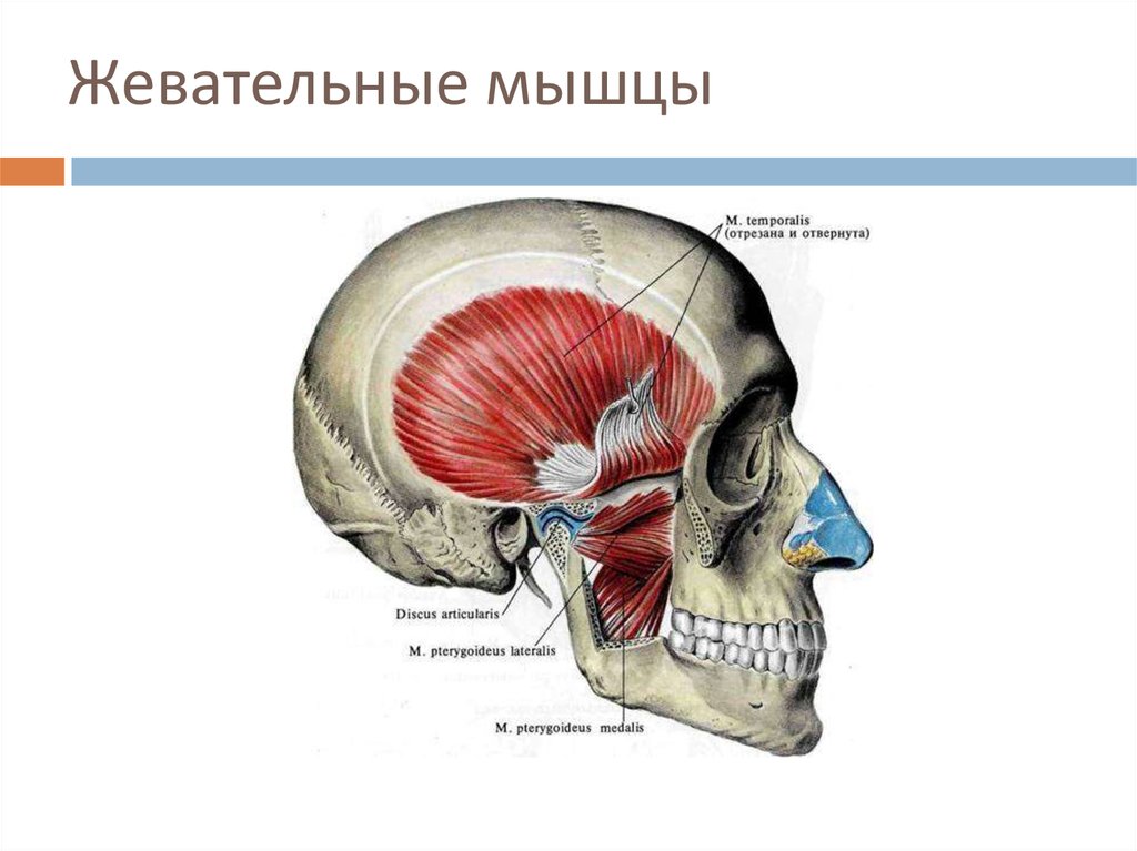 Жевательные мышцы схема