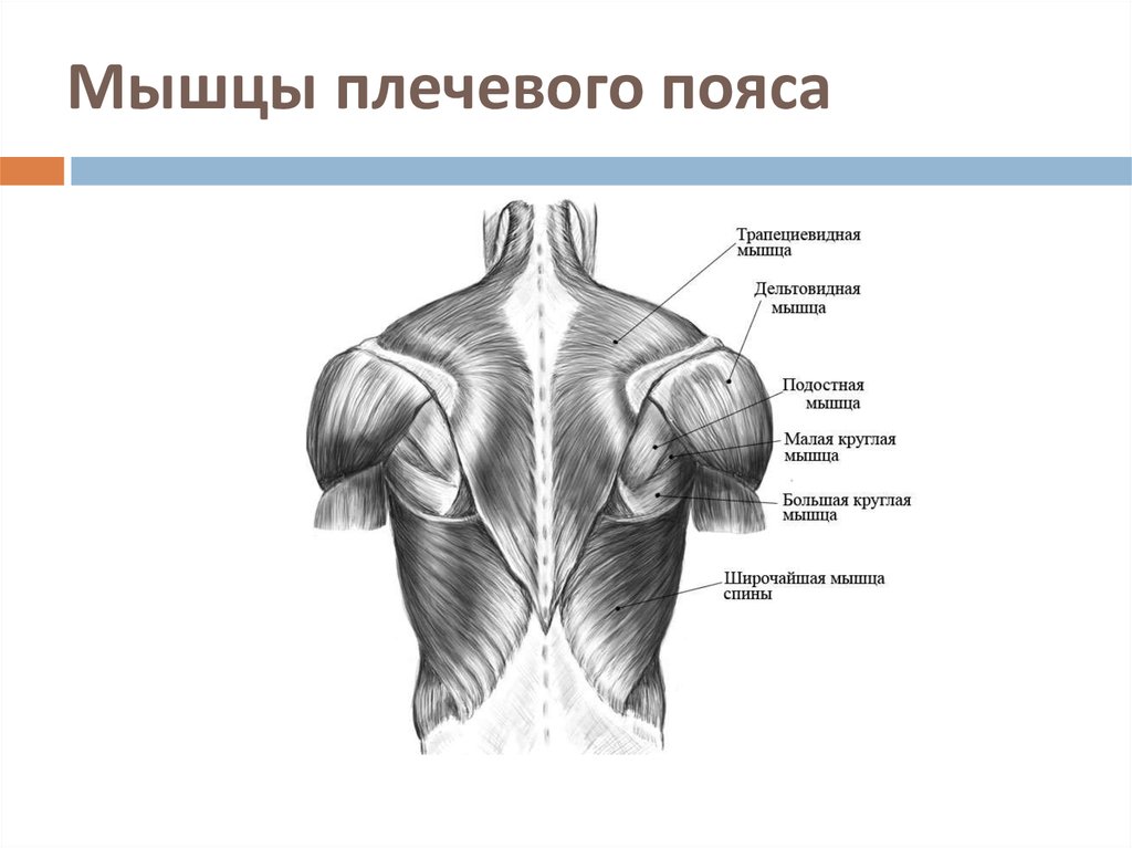 Виды плечей. Мышцы плечевого пояса и плеча вид спереди. Мышцы плечевого пояса анатомия вид сбоку. Дельтовидная мышца вид спереди. Мышцы плечевого пояса и плеча вид сзади.