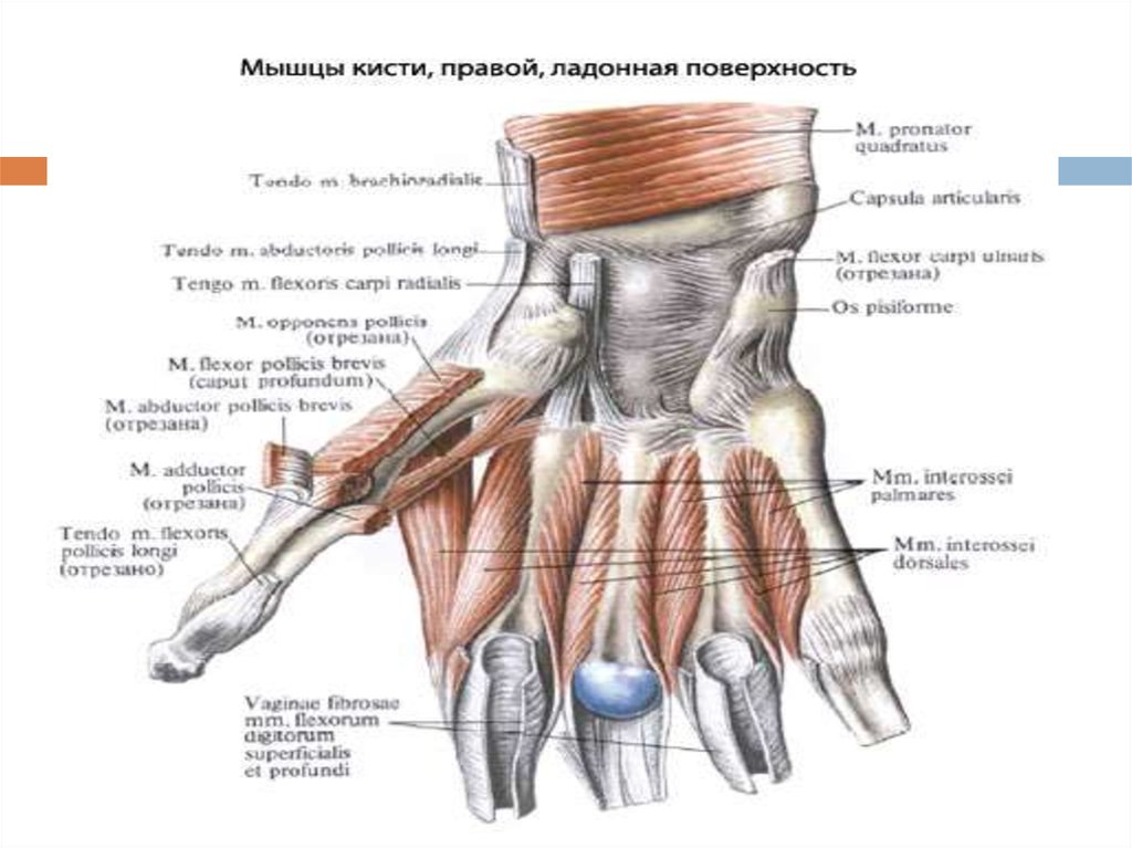 Поверхность запястья. Мышцы кисти правой вид спереди. Мышцы кисти тыльная поверхность анатомия. Мышцы пальцев кисти анатомия. Глубокие мышцы кисти анатомия.