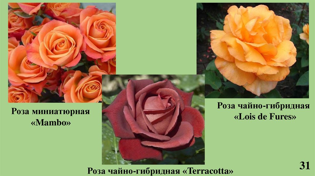 Роза чайно гибридная аллилуйя фото и описание