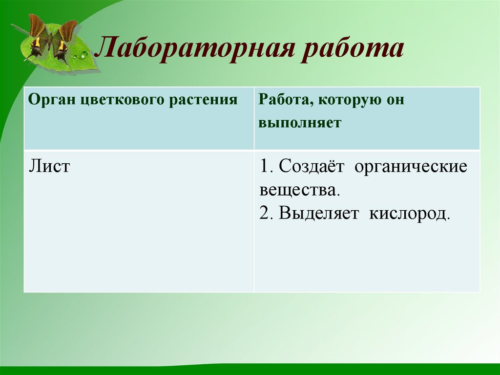 Лабораторная работа изучение строения цветкового растения