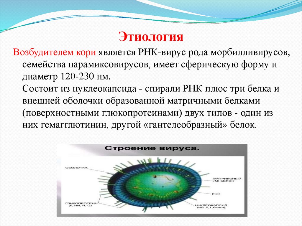 Вирус возбудителя кори. Корь возбудитель заболевания микробиология. Вирус кори этиология. РНК-вирус рода морбилливирусов семейства парамиксовирусов. Характеристика возбудителя кори.