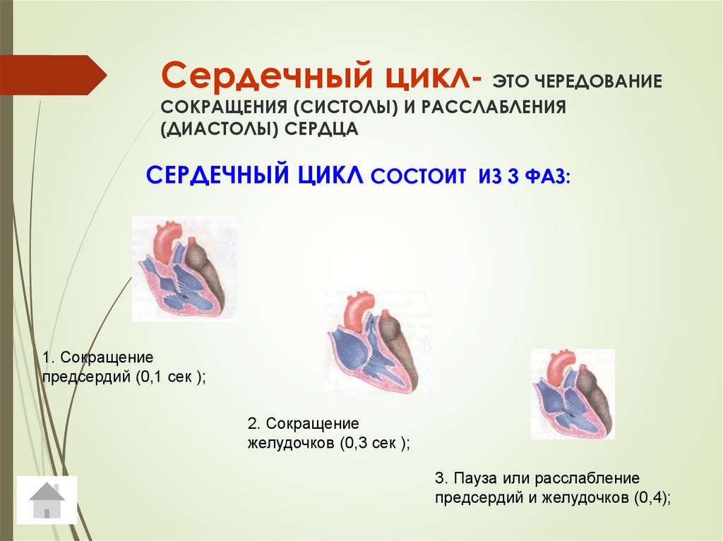 Сердечный цикл таблица по биологии 8 класс