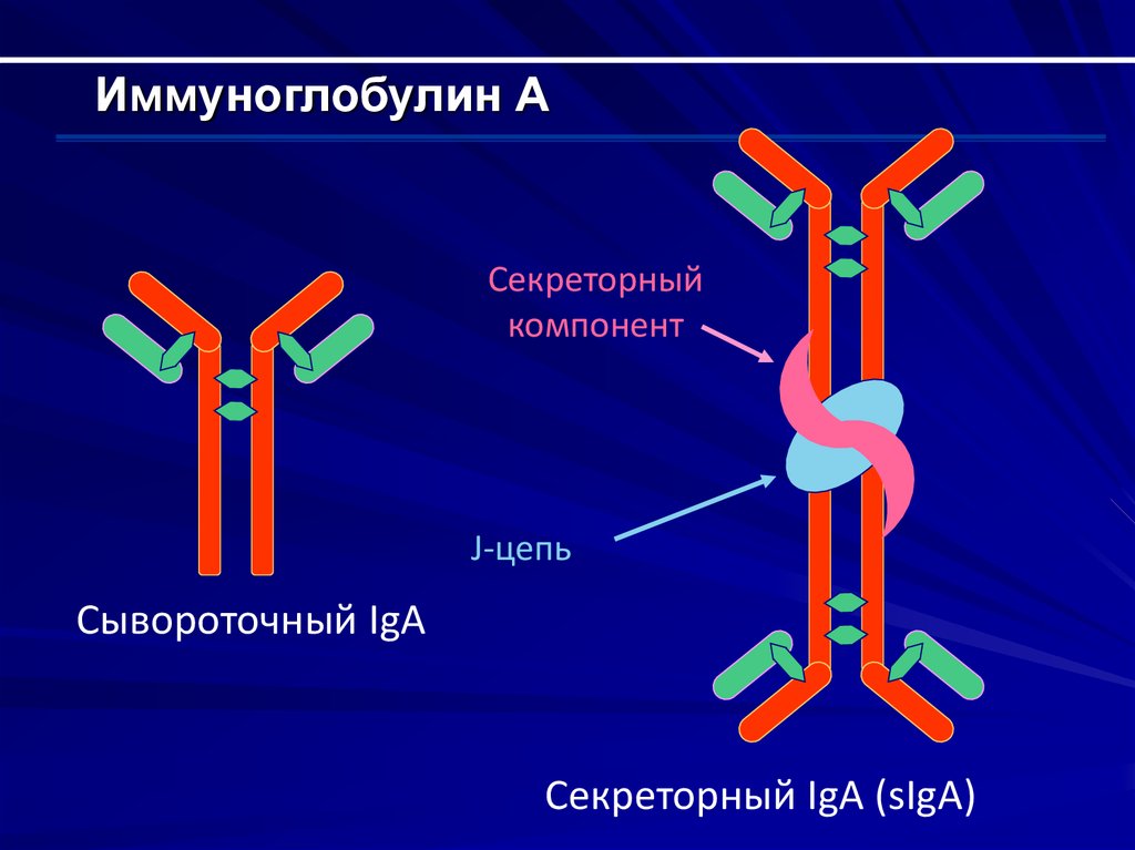 Иммуноглобулин действует. Секреторный иммуноглобулин а1. Iga иммуноглобулин. Схема секреторного иммуноглобулина а. Структура иммуноглобулина iga.