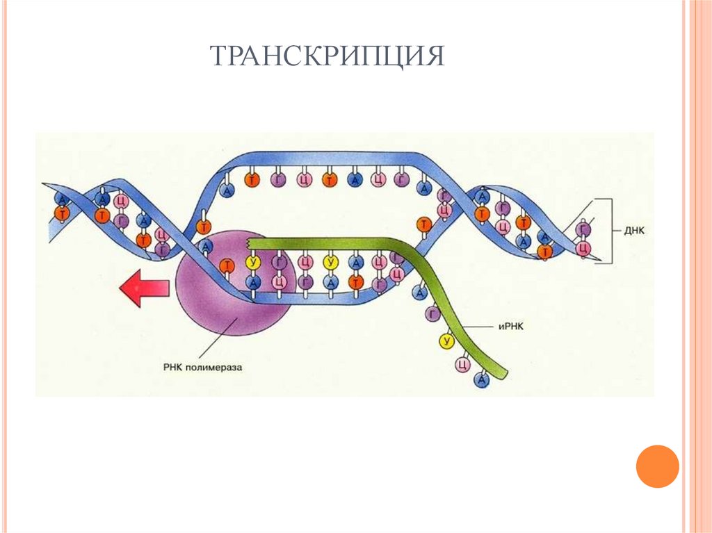 Схема транскрипции днк