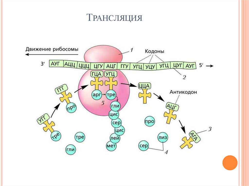 Синтезирующийся полипептид. Схема биосинтеза белка ДНК. Трансляция Биосинтез белка схема. Биосинтез белка биология в схемах.