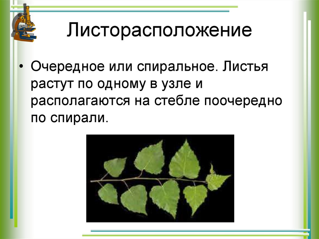 Местоположение листа. Листорасположение и листовая мозаика. Тип листорасположение у листа липы. Листовая мозаика. Расположение листьев.