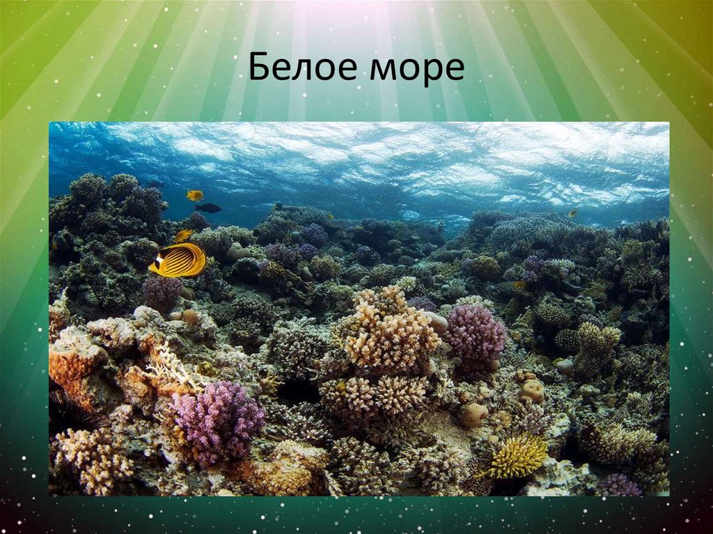 Океаны презентация 2 класс. Подводный мир кратко. Подводный мир белого моря. Жизнь в океане части.