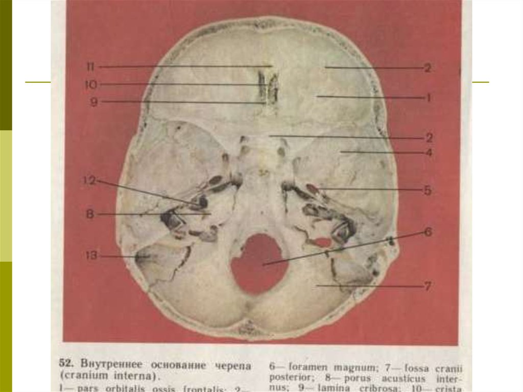 Внутреннее основание черепа. Основание черепа препараты. Верхнее основание черепа. Внутреннее основание черепа препарат. Внутреннее основание черепа с цифрами.