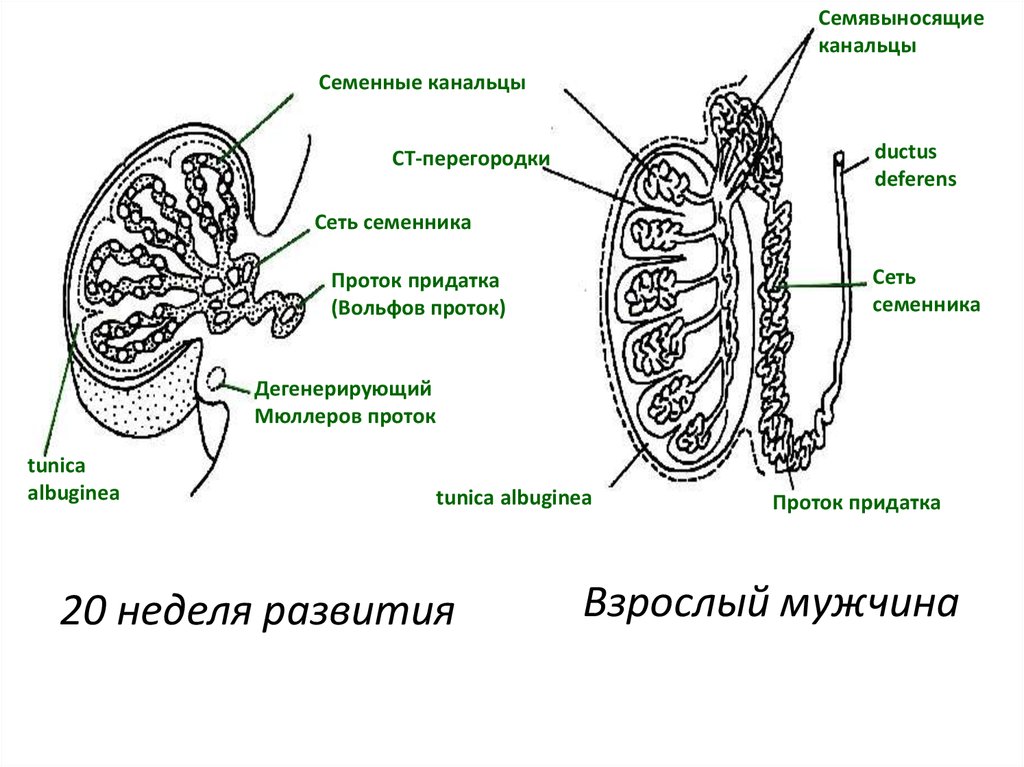 Придатки у мужчин симптомы. Семенник гистология семенные канальцы. Схема семявыносящие канальцы. Схема канальцы семенника. Семявыносящие пути строение.