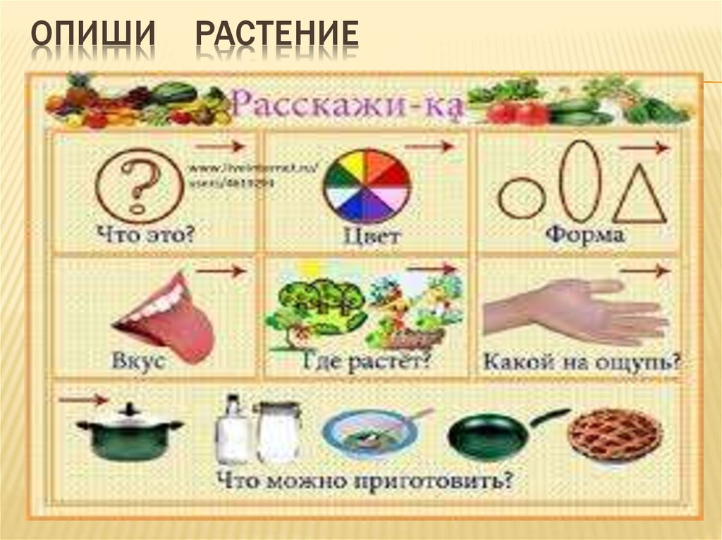 Расскажи опиши. Описание овощей и фруктов. Алгоритм описания предмета в старшей группе. Схема составления рассказа об овощах. Схема описания овощей в средней группе.