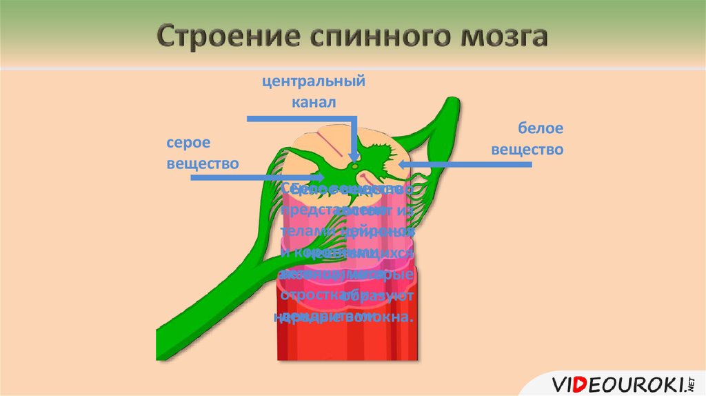 Биология 8 класс строение