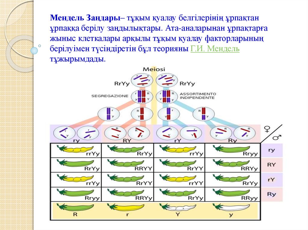 Мендель заңдары - презентация онлайн