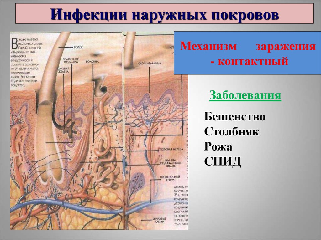 Заболевания наружных. Инфекции наружных покровов. Инфекционные заболевания наружных покровов. Бактериальные инфекции наружных покровов. Инфекции наружных покровов презентация.