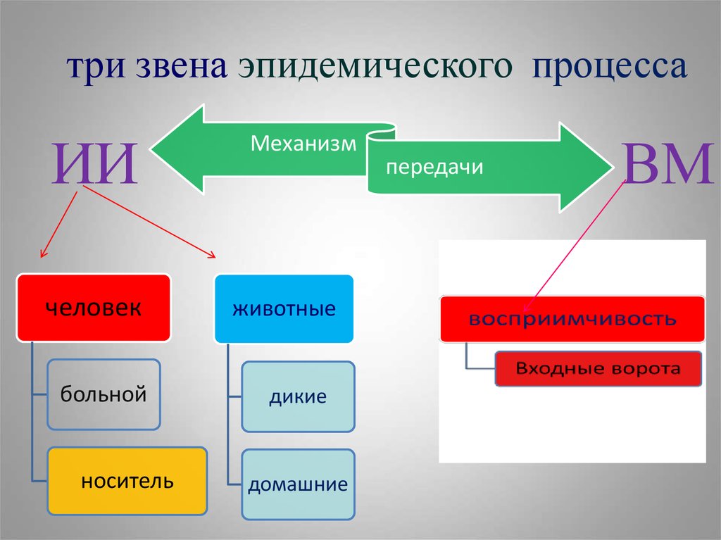 3 звена эпидемического процесса