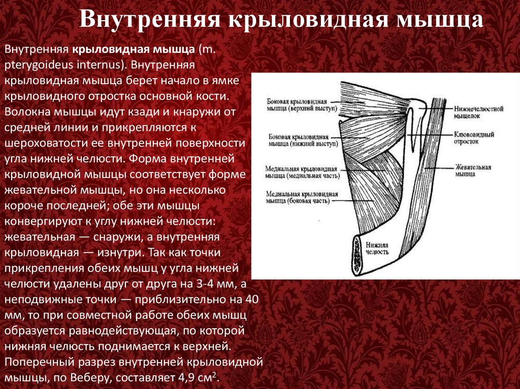 Боковая составляющая. Какова абсолютная сила жевательных мышц по Веберу. Относительная сила жевательных мышц по Веберу.