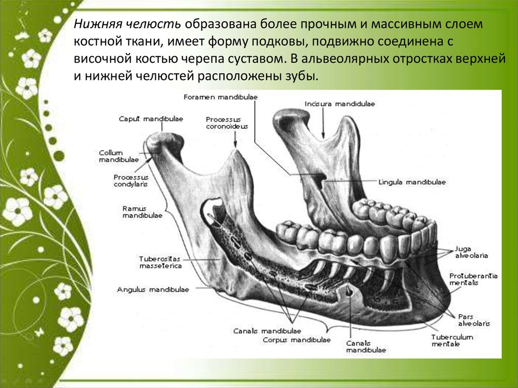 Нижний край нижней челюсти. Нижняя челюсть вид сбоку анатомия. Альвеолярная дуга нижней челюсти анатомия. Строение кости нижней челюсти человека. Анатомия нижней челюсти человека кости.