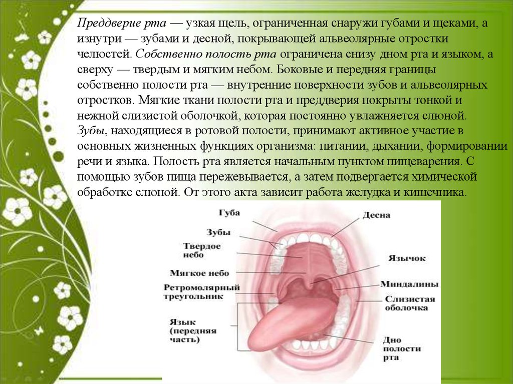 Верхняя стенка рта. Ротовая полость анатомия щель. Строение преддверия ротовой полости. Преддверие ротовой полости анатомия. Строение ротовой полости преддверие рта.