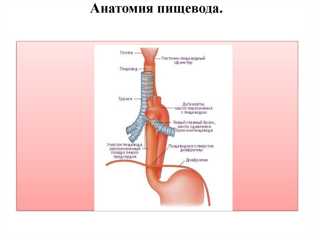 Где находится пищевод картинки