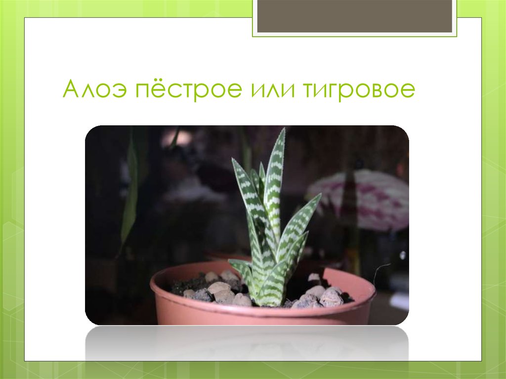 Алоэ пёстрое или тигровое