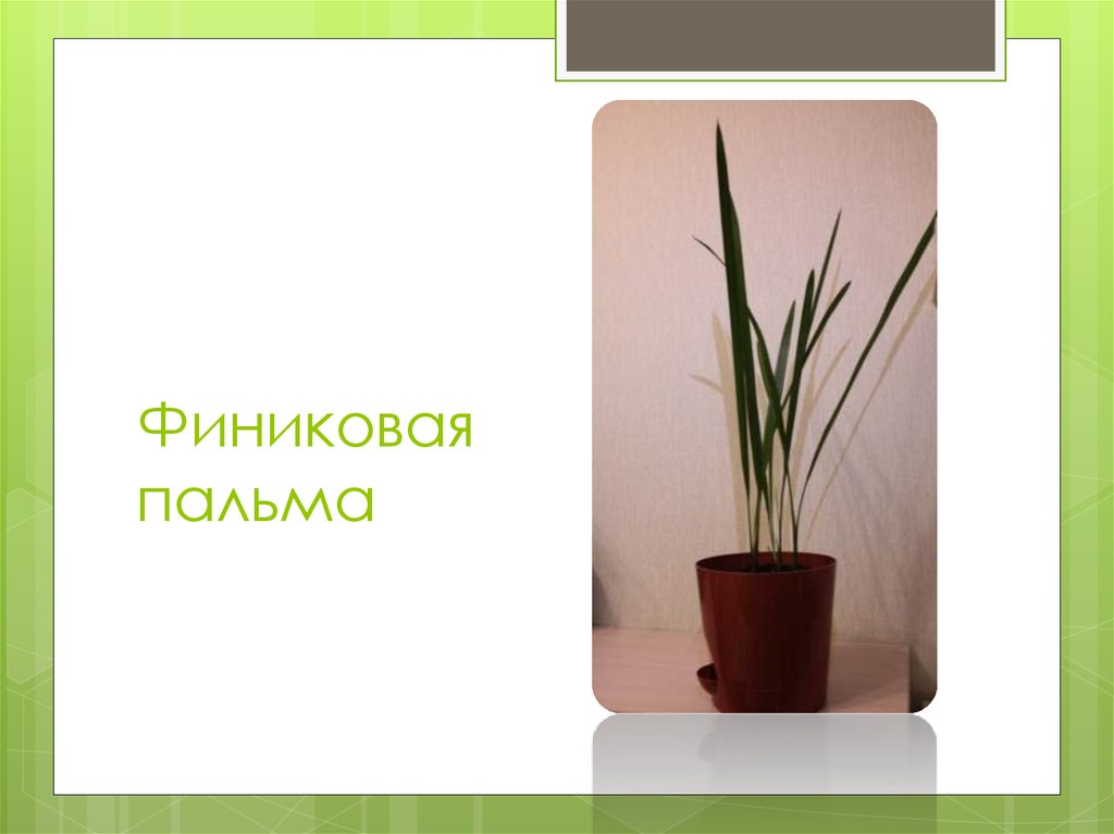 Финиковая пальма