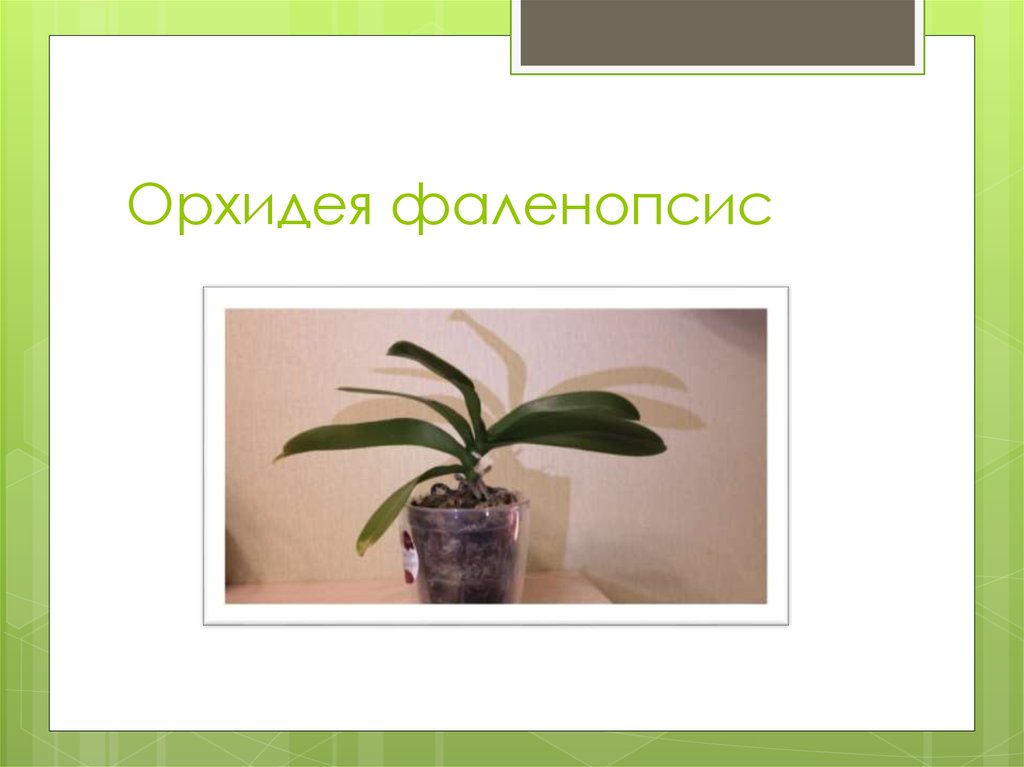 Орхидея фаленопсис