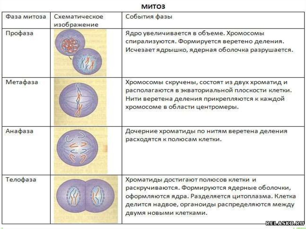 Свойства живого деление клетки. Фазы митоза таблица. Митоз фазы и процессы. Митоз фазы и процессы таблица. Таблица по биологии 9 класс фазы митоза.