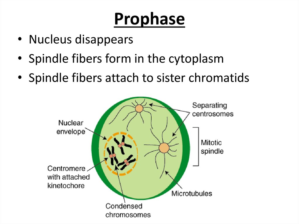 prophase example