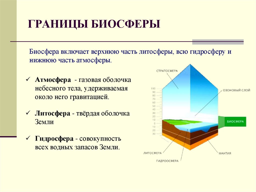 Литосфера входит в состав биосферы. Схема границы биосферы 6 класс. Состав и границы биосферы география 6 класс. Нижняя граница литосферы. Биосфера земная оболочка 6 класс география.