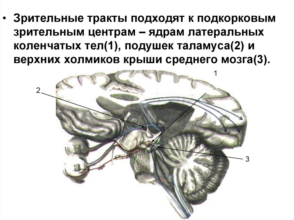 Проводящий отдел. Зрительный нерв периферический отдел. Подкорковые центры зрительного нерва. Подкорковые зрительный нерв. Центральный отдел зрения.