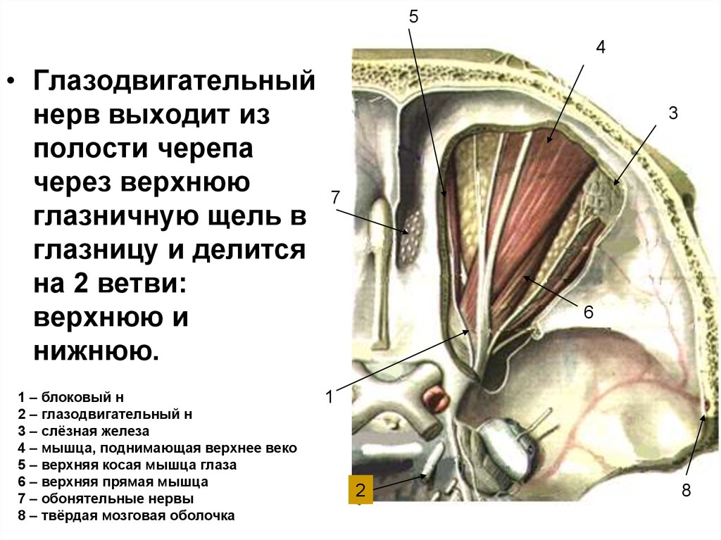 Череп места выхода нервов. Верхняя ветвь глазодвигательного нерва. Верхняя глазничная щель анатомия. Блоковый нерв выходит из черепа. Глазодвигательный нерв анатомия в глазницу.