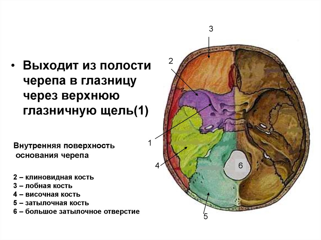 Проникающая в полость черепа. Верхняя глазничная щель на основании черепа. Глазничная щель на внутреннем основании черепа. Внутреннее основание черепа верхняя глазничная щель.