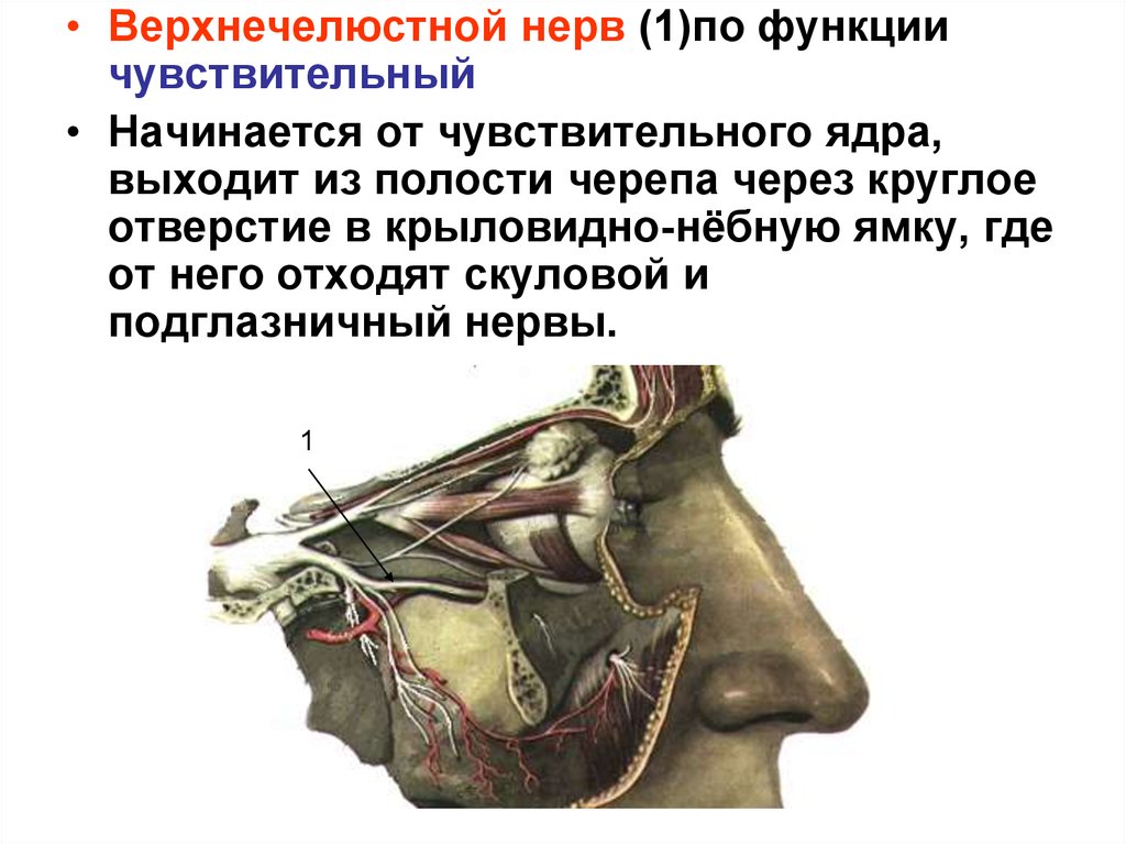 От крылонебного узла отходят. Верхнечелюстной тройничный нерв анатомия. Верхнечелюстной нерв тройничного нерва иннервирует:. Верхнечелюстная ветвь тройничного. Верхнечелюстной нерв анатомия.