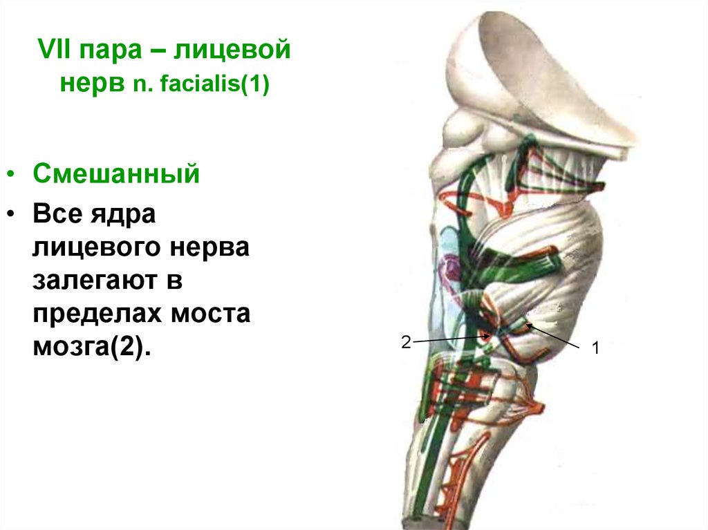 Отводящий нерв. XII пара. Подъязычный нерв (n. hypoglossus). XII пара - подъязычный нерв. Двигательное ядро подъязычного нерва. Двигательное ядро добавочного нерва.