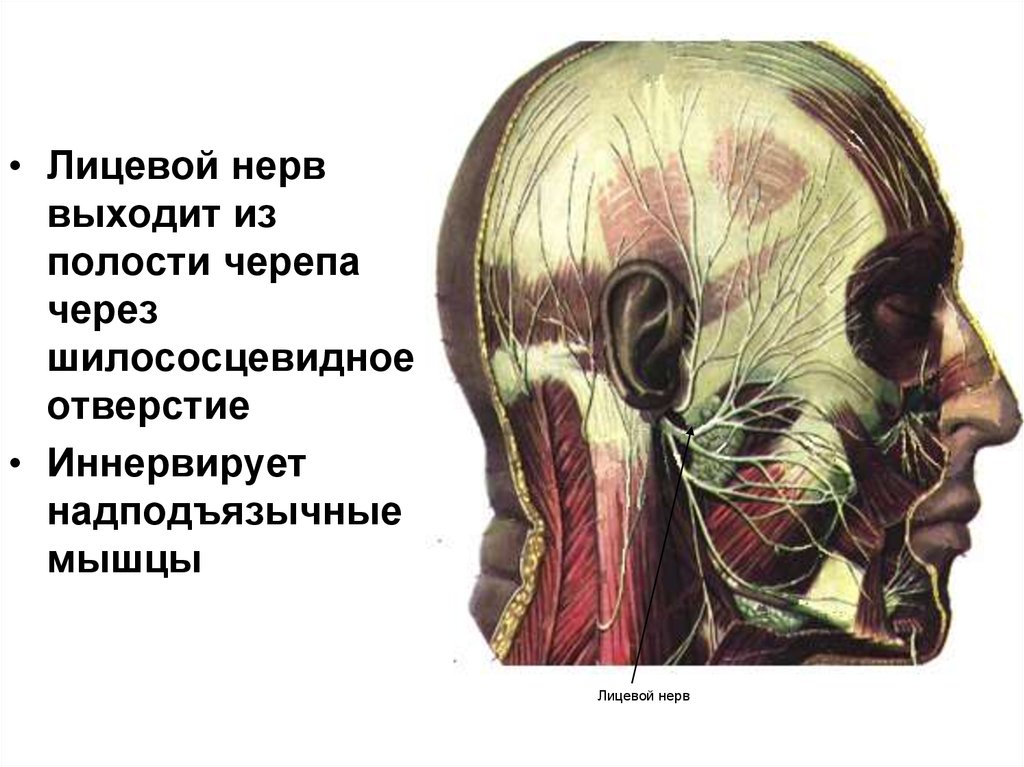 Нервы лицевого черепа. Шилососцевидное отверстие лицевой нерв. Шилососцевидное отверстие на основании черепа. Шилососцевидное отверстие нервы. Выход лицевого нерва из черепа.