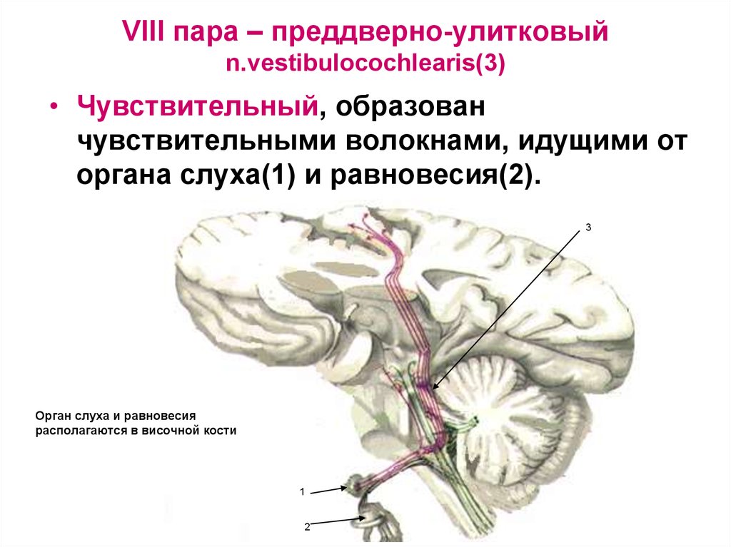 Viii черепного нерва. 8 Пара черепных нервов ядра. 8 Пара черепно мозговых нервов. 8 Пара черепно мозговых нервов ядра. Ядра 8 пары ЧМН.