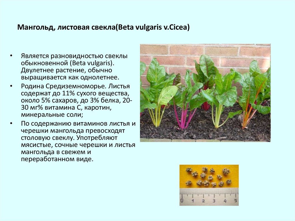 Описание растения свекла обыкновенная является овощным культурным растением