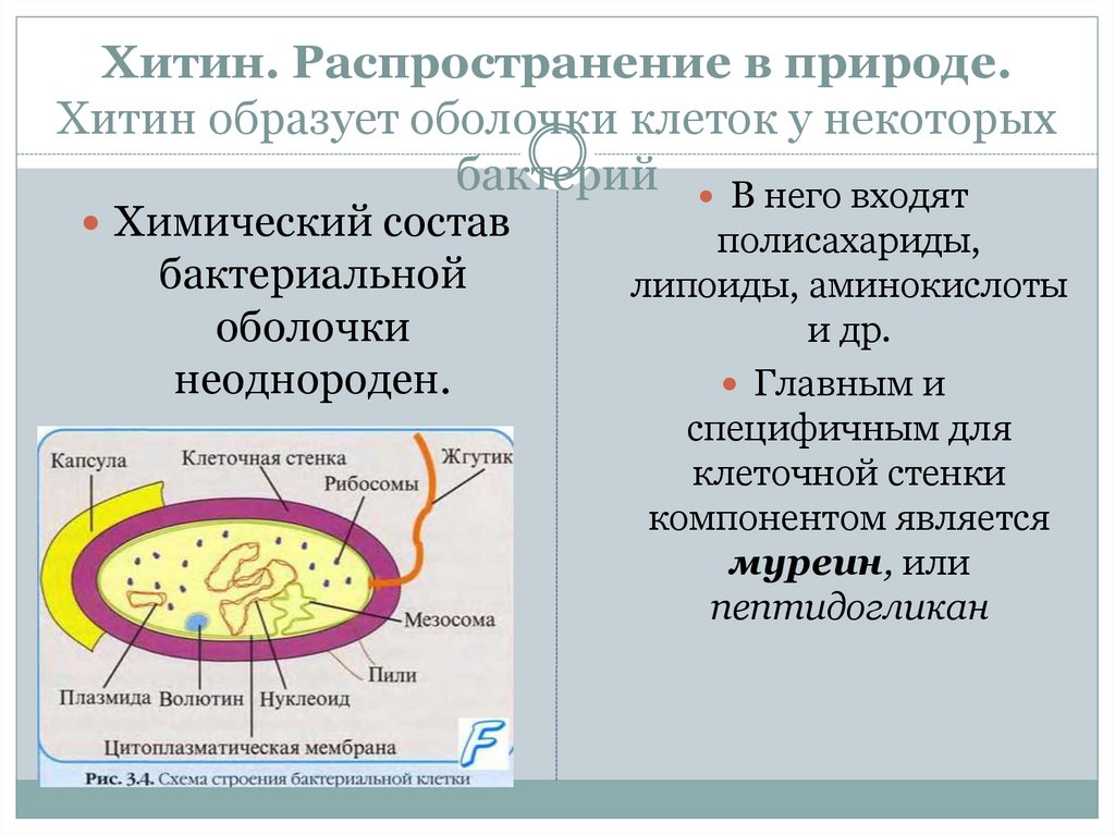 Хитин стенка