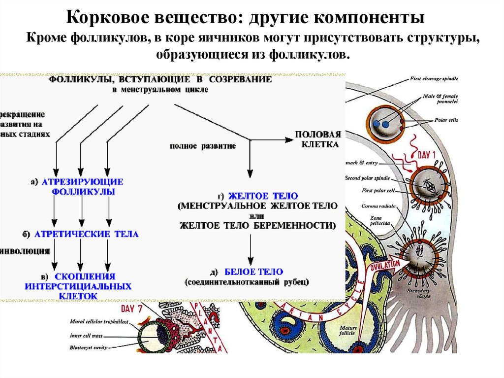 Если у животных в яичниках формируется структура. Корковое вещество яичников. Структурные компоненты яичника. Структурные компоненты коры яичника. Компоненты коркового вещества яичников.