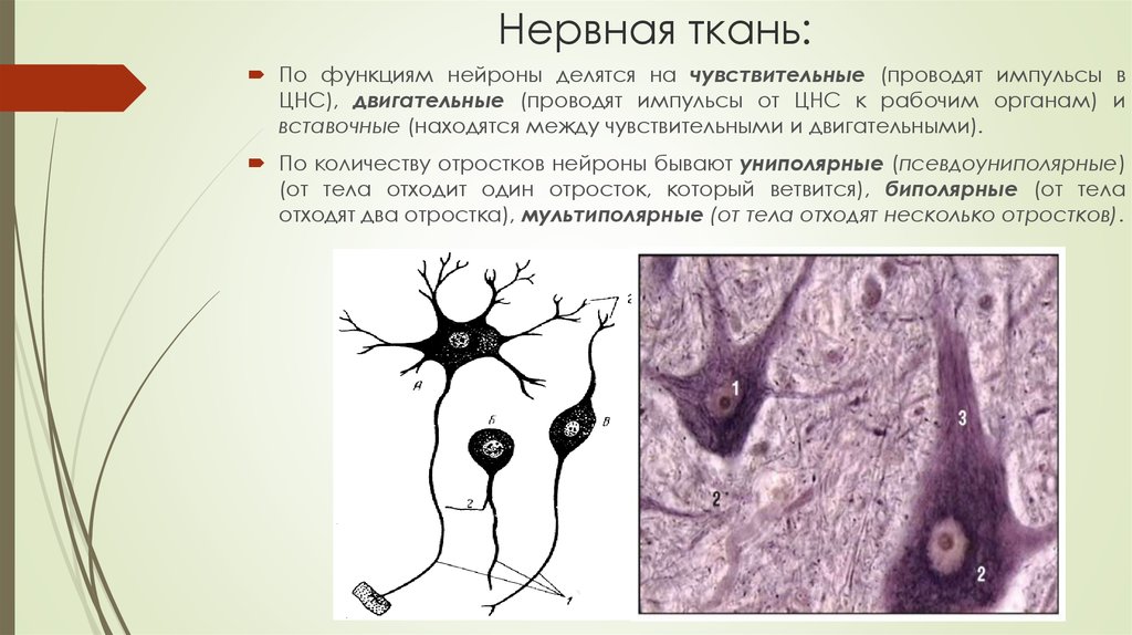 Нервная ткань состоит из собственно нервных клеток. Нервная ткань. Расположение нейронов в нервной ткани. Нервная ткань Нейроны местонахождение. Местонахождение нервной ткани животных.