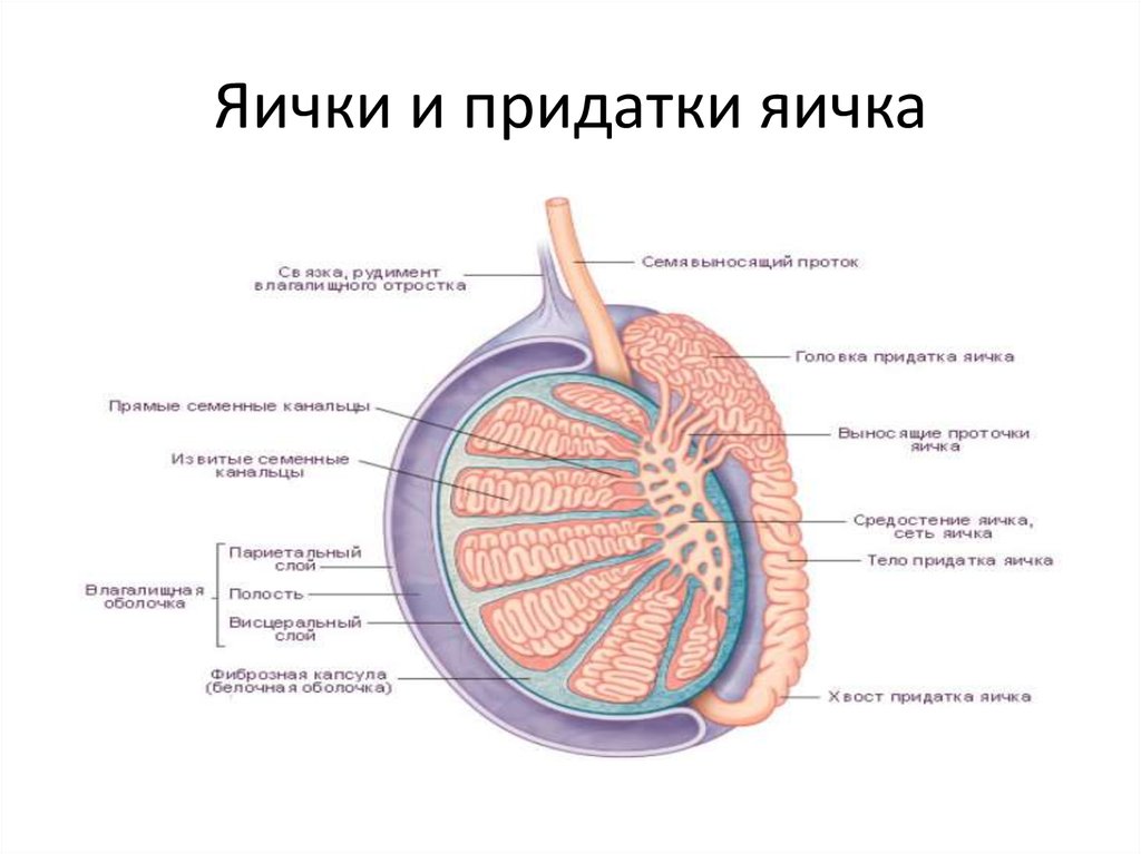 Мужские яички органы. Придаток яичка анатомия строение. Строение яичко с придатеом. Строение придатка яичка. Придатки яичек строение и функции.