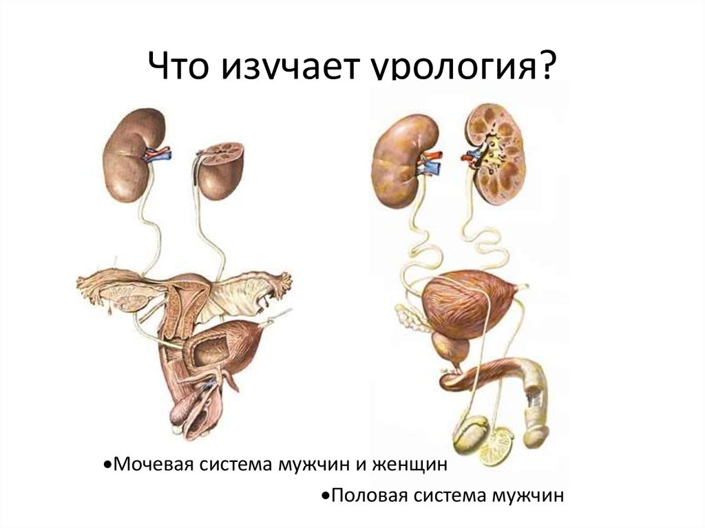 Мочевые органы мужчины. Мочевая и половая система. Заболевания мочевой системы. Строение мочеполовой системы мужчины. Схема мочеполовой системы у женщин.