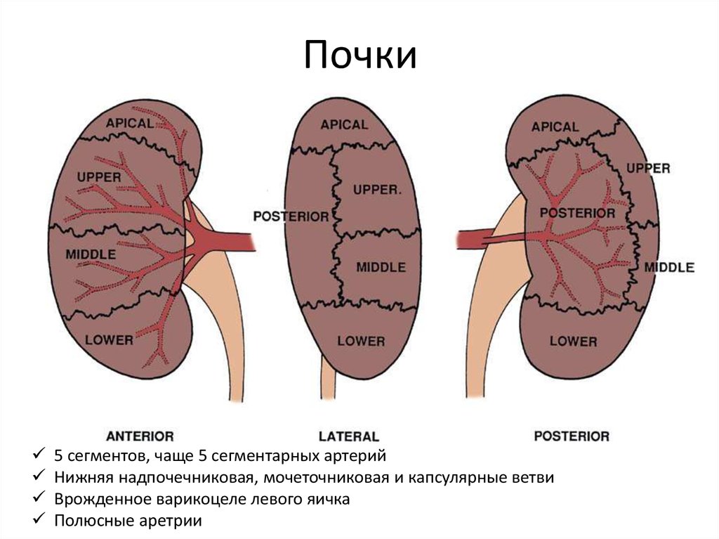 Сегменты почки схема