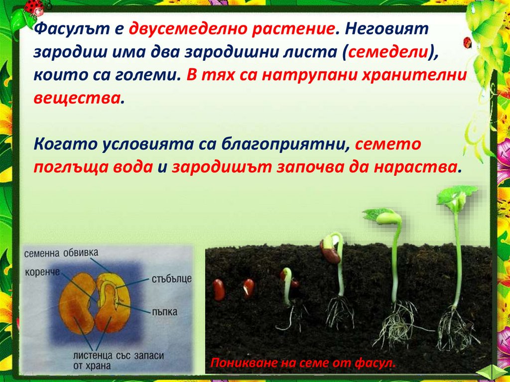 Сообщение о росте и развитии растений. Рост и развитие растений. Рост растений презентация. Развитие растений. Условия развития растений.