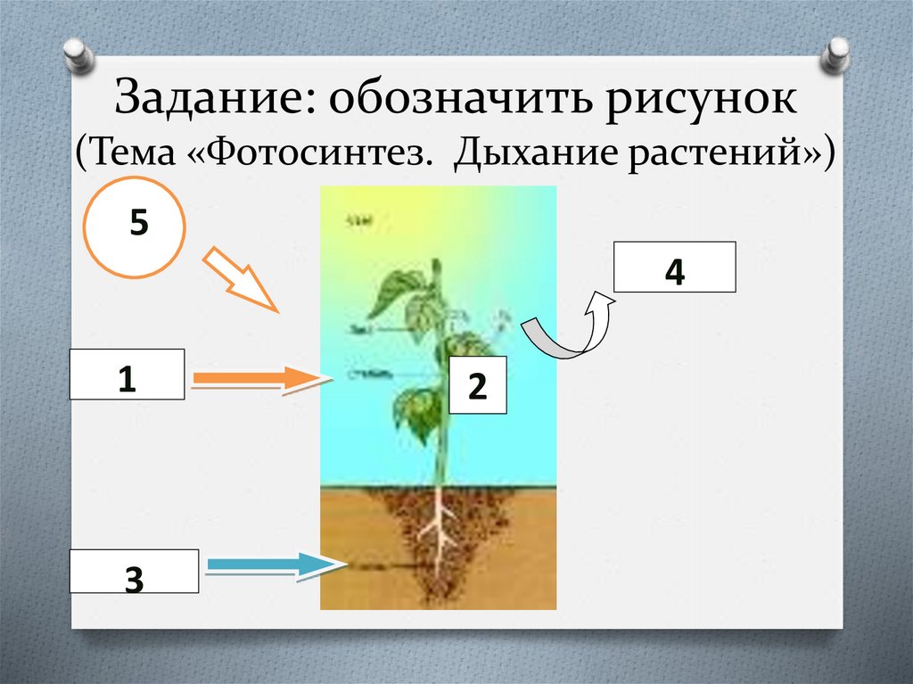 Каким номером на рисунке обозначен процесс требующий наличие воды