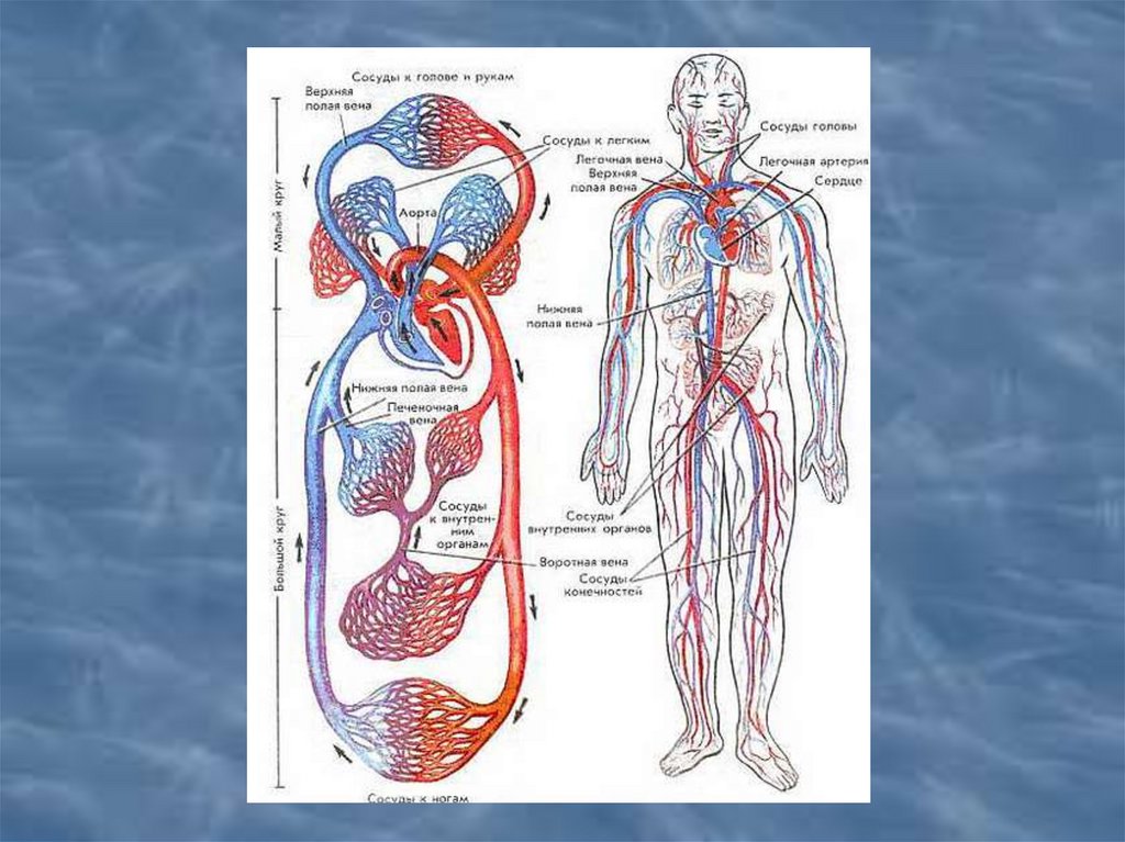 Схема артерий и вен. Движение крови по сосудам. Сосуды организма. Движение крови по артериальным и венозным сосудам. Сосуды кровеносной системы.