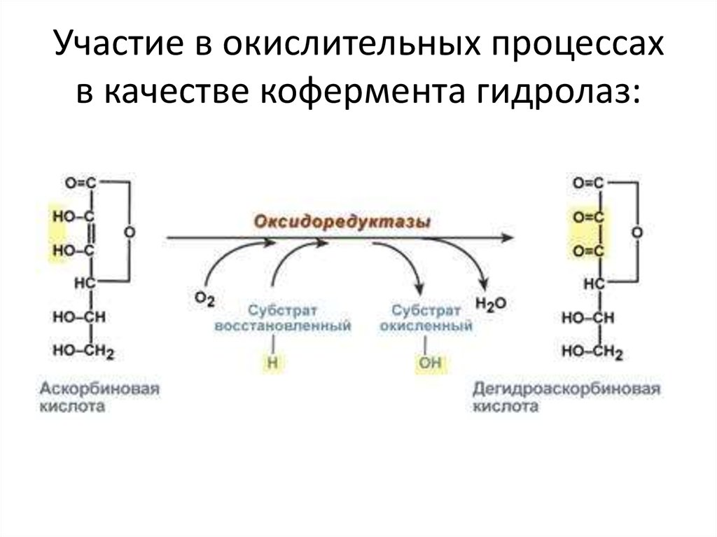 Фермент класса гидролаз. Гидролазы примеры реакций. Гидролазы ферменты. Гидролазы биохимия. Гидролазы ферменты реакция.