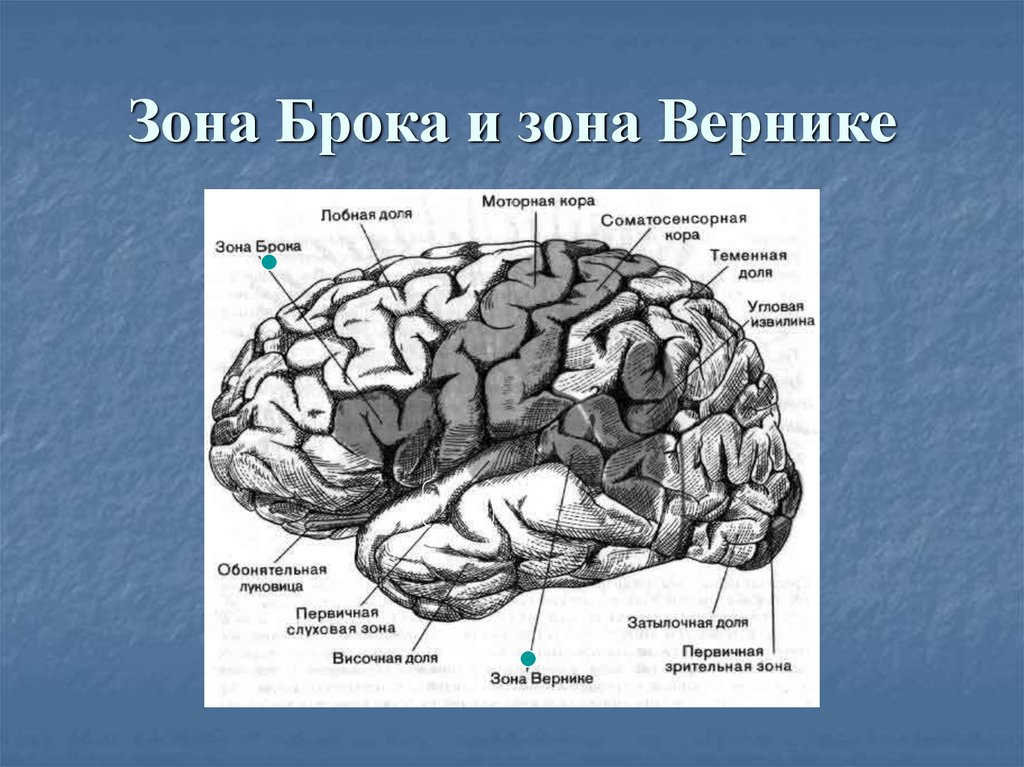 В какой доле слуховая зона. Мозг зоны Брока и Вернике. Речевые центры Брока и Вернике. Центры Брока и Вернике в головном мозге.