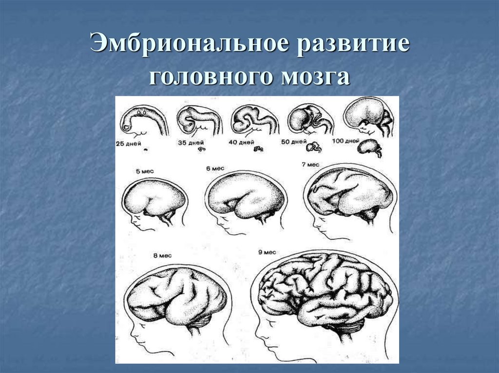 Внутриутробное недоразвитие головного мозга. Развитие головного мозга. Эмбриональное развитие головного мозга человека. Схема развития головного мозга. Формирование головного мозга внутриутробно.